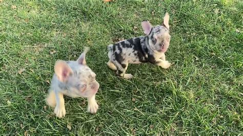 Lilac And Tan Chocolate And Tan Males Both Carry Cream No Pied No