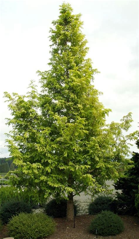 dawn redwood shade trees mcmakin farms