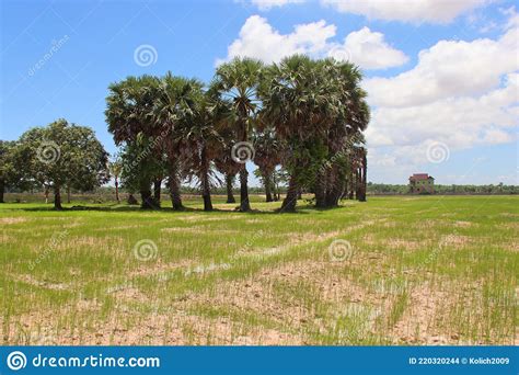 Organic Thnot Sugar Is Made From The Sap Of The Borassus Flabellifer In