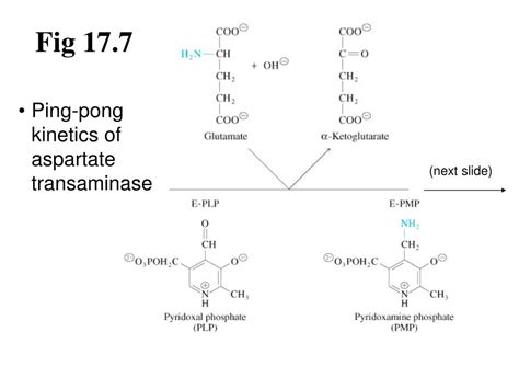 Ppt Chapter Amino Acid Metabolism Powerpoint Presentation Free