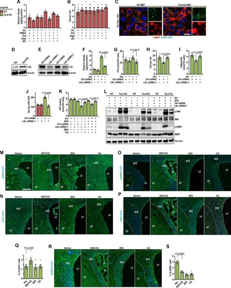 Lipophagy Released Ffas In Energy Stressed Mtorc Hyperactivated