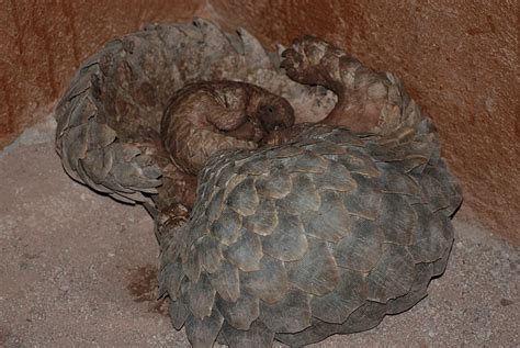 Pangolins A Mother And Son Wild View