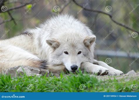 Relaxing Wolf Stock Photo Image Of Food Furr Preator 20118954