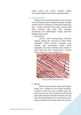 Jaringan Tumbuhan Dan Hewan Untuk Kelas Xi Sma Pdf