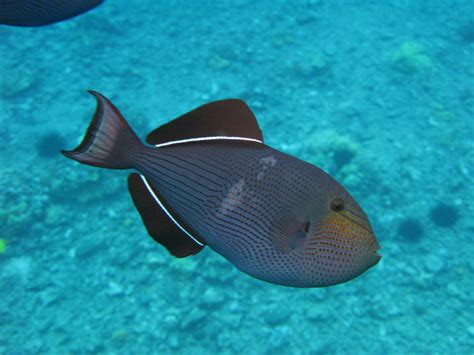 Snorkeling Tips In Maui - Maui by Foot