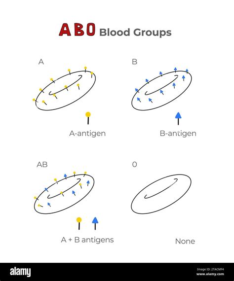 blood group antigens type  charles blalock blog