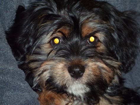 Yorkie-cocker mix