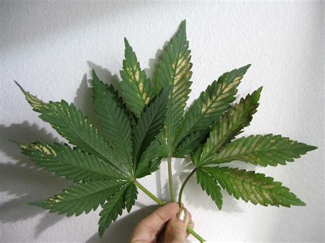 PH Fluctuations: What to Do | Grow Weed Easy