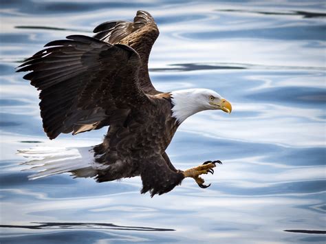 animals eagle sunset bald eagle birds wallpaper - Coolwallpapers.me!