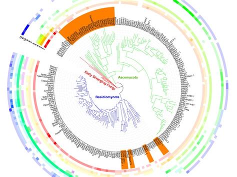 Fungal Genomics group