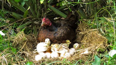 Hens Laying Eggs In The Forest Smart Hens Youtube