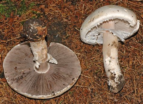 Fungus Gallery :: Agaricus :: NIKB2706