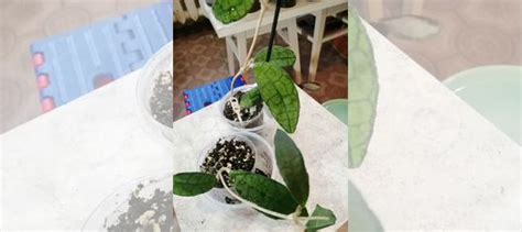 Комнатные цветы купить в Нижнем Новгороде | Товары для дома и дачи | Авито