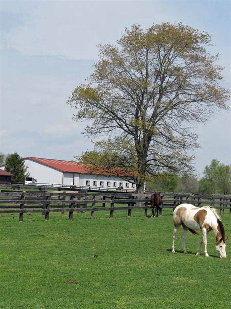 Summit Musings: Barn Charm - Horses on a Spring Day 