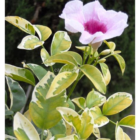 Buy Pandorea Jasminoides Variegata With Canarius