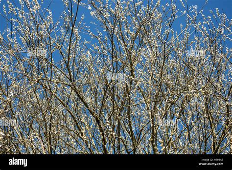 Pussy Willow Branches Stock Photo Alamy
