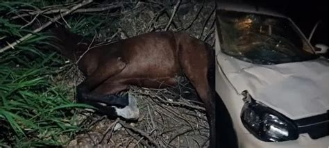 Padre Denivaldo Se Envolve Em Acidente Provocado Por Cavalo Na Pista