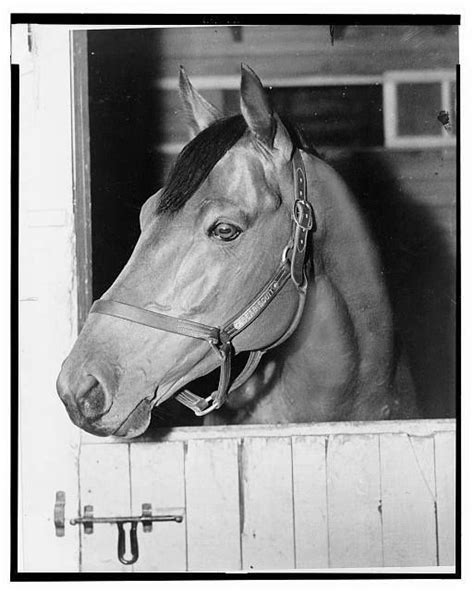 Seabiscuit Horses Pretty Horses Horse Racing