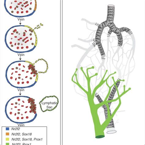 The Stages Of Sprouting Angiogenesis Sprouting Angiogenesis Occurs In