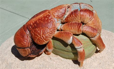 Coconut crab - San Francisco Zoo & Gardens