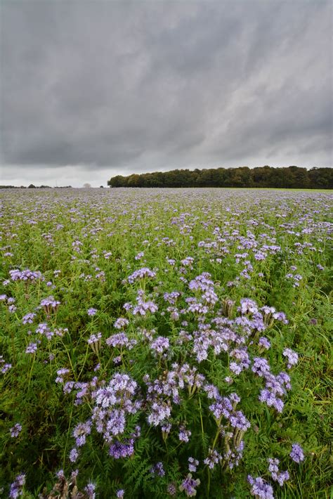 Phacelia Tanacetifolia Cover Crop Phacelia Tanacetifolia C Flickr