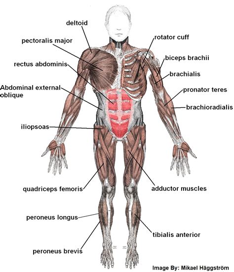 MUSCLE HEALTH WORKSHOP FREE | Sunstone Registered Massage Therapy ...