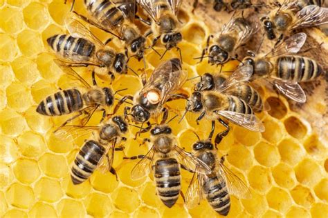 A Rainha Apis Mellifera Marcada Dot E Operárias De Abelhas Ao Seu