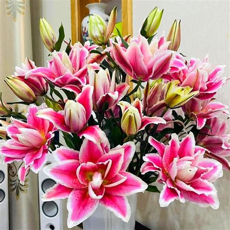 Guide To Rose Lily Flower Symbolism, Varieties and Care Tips