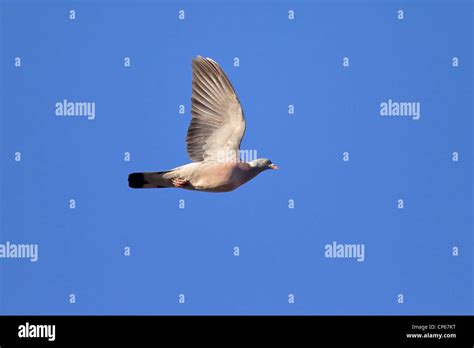 Common Wood Pigeon In Flight Hi Res Stock Photography And Images Alamy