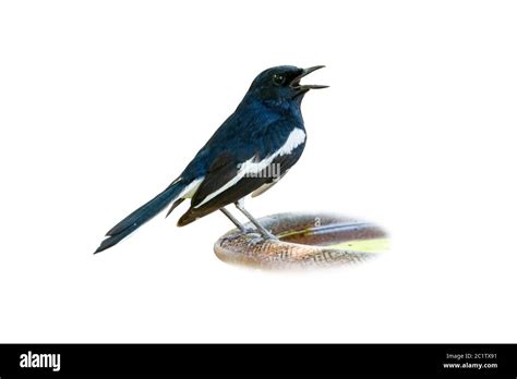 Male Oriental Magpie Robin Singing Isolated On White Background Stock