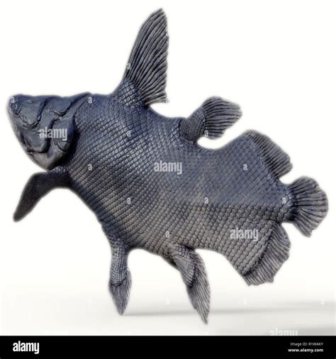 Lobe Finned Fish Fossil