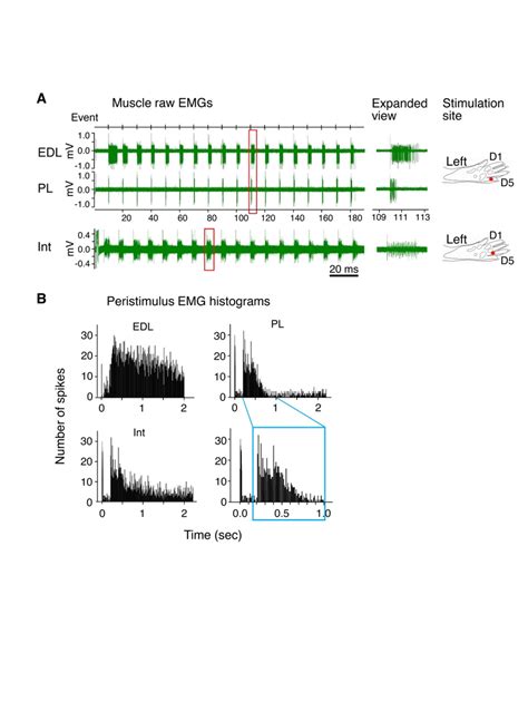 Emg Examples And Respective Stimulation Sites Of Three Muscles Of The