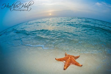 SILVER SANDS: Starfish Point, Well Worth the Trip!