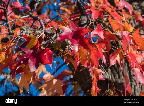 Background Texture Of Colored Leaves Stock Photo Alamy
