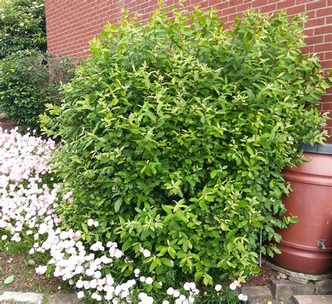 Growing Pussy Willows Crazy For Gardening