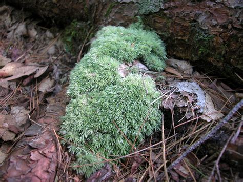 Moss Notes: Leucobryum glaucum - the pincushion moss