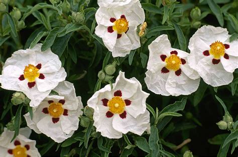 Cistus Purpureus Alan Fradd