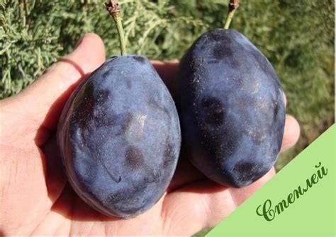 Слива – как да изберем добър сорт и да засадим