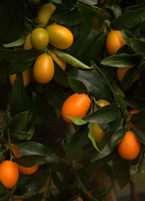 Kumquat Mandarino Cinese Grazie A Tutti Per Visite E Flickr