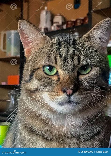 Cats with Green Eyes Look Grumpy Stock Image - Image of eyes, grumpy