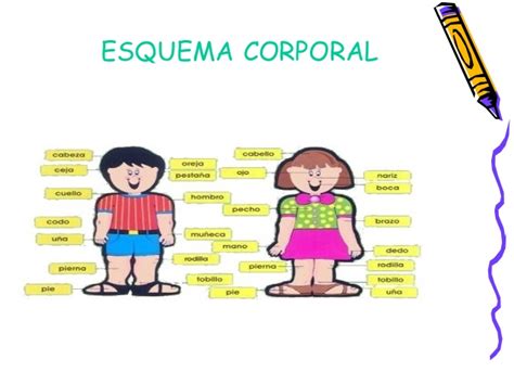O Que E Esquema Corporal