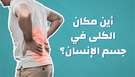 أين مكان الكلى فى جسم الإنسان؟ فيديو Dailymotion