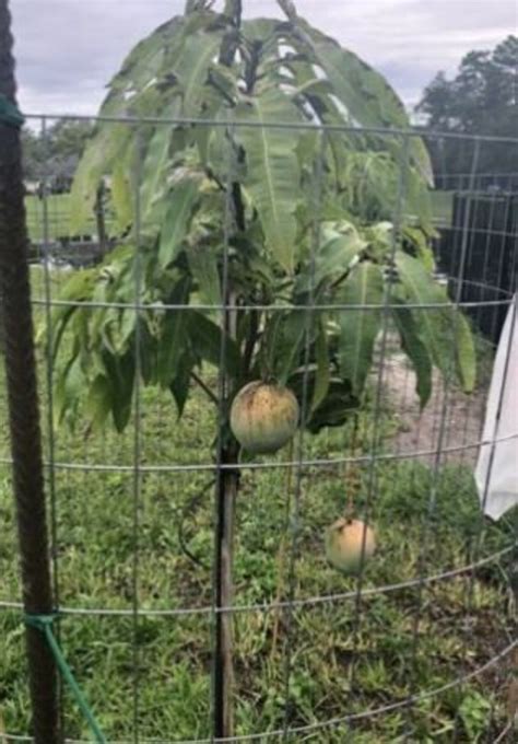 Grafted Venus Mango Tree New Variety From Zill Etsy