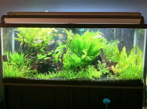 14 Stunning 75 Gallon Aquariums Reviewed & Shortlisted