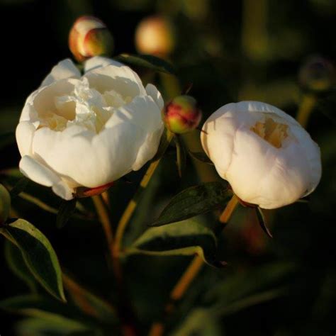 Laura Dessert (tijdelijk uitverkocht) - Kwekerij de Pioenroos