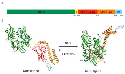 Heat Shock Protein 70 Hsp70 Domain Organization And Atomic Structures