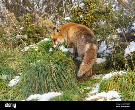 Red Fox in the Snow Stock Photo - Alamy