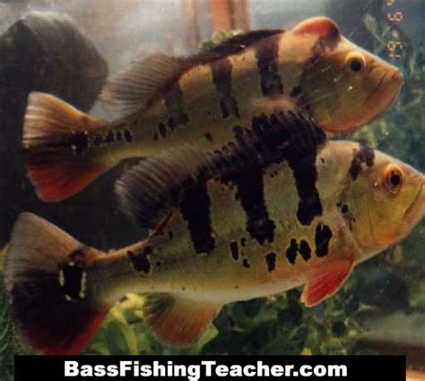 Peacock Bass Fishing - Bass Fishing Teacher