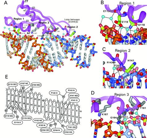 Molecular Basis Of Doublestranded Rnaprotein Interactions Structure