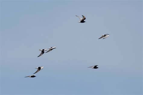 Белокрылая крачка, Chlidonias leucopterus, White-winged Te… | Flickr